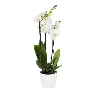 Orquídea Branca