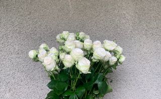 ჯუჯა ვარდები