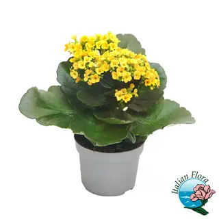Pianta di kalanchoe