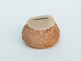 Vanilla choux