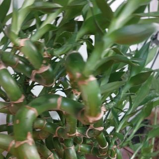 Bambu bellISSIMI/5 rami crescono 