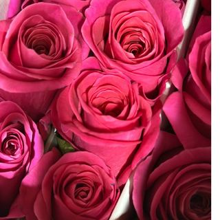 Троянда "Pink Floyd"