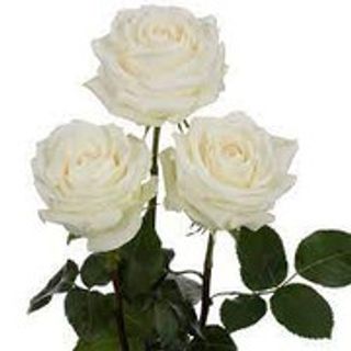 3 ROSE BIANCHE