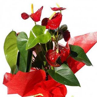 Anthurium rojo