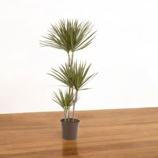 Pianta Dracena media