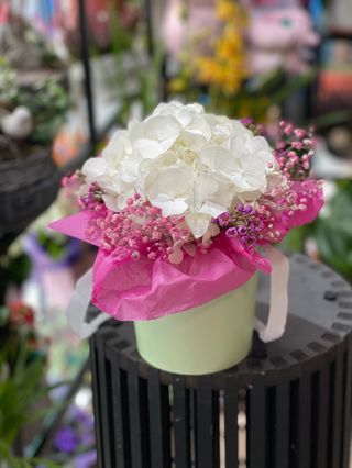 Hortensie in cutie 3