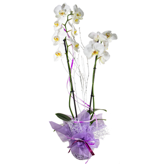 Planta Natural Con Flor Para Regalar