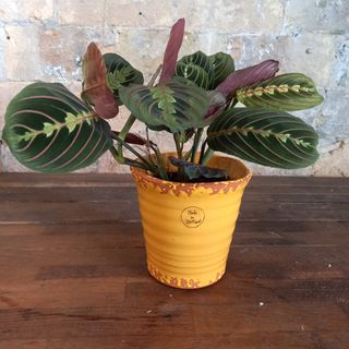 Maceta  Artesanal Portuguesa Amarelo