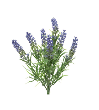 Lavanda 20.00