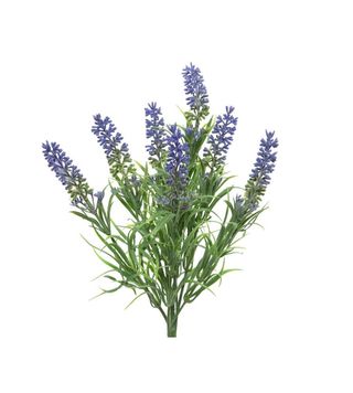 Lavanda 20.00