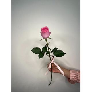 Różowa Róża 50 cm, 1 szt