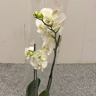 Фаленопсіс 