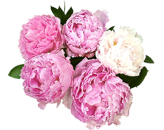 Peonia bukiet 5 szt.