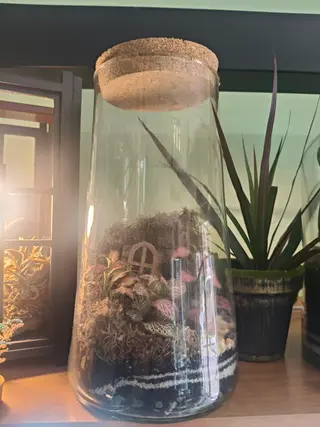 Terrarium cono spuntato