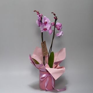 Orhidee Ghiveci In Catifea