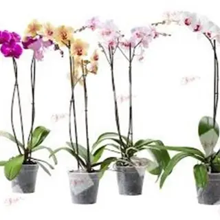 Orquídea