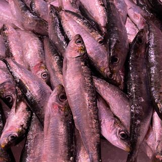Sardina 500gr 