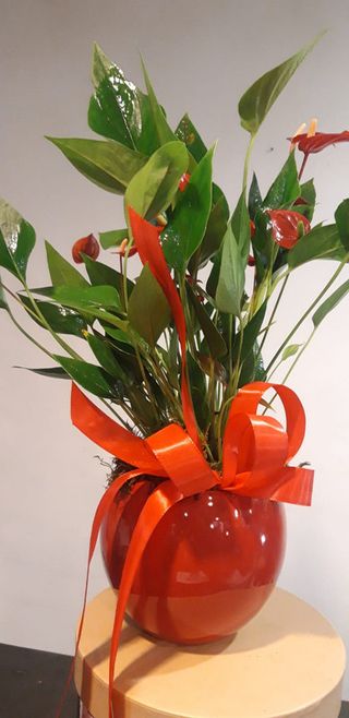 03 Anturiun nano rosso con vaso in ceramica rosso