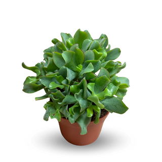 Grubosz Crassula 'Drzewko Szczęścia'