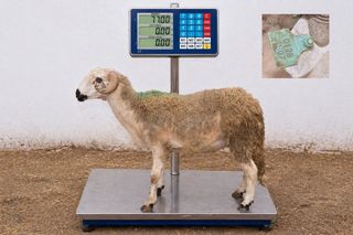 01281807 - 77 Kg