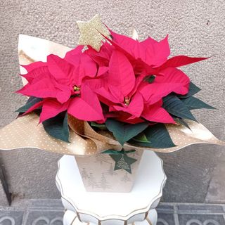 Poinsettia de Pascua
