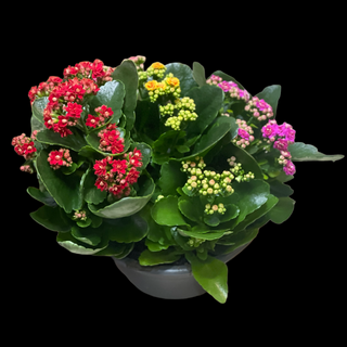 Kalanchoe Gigant