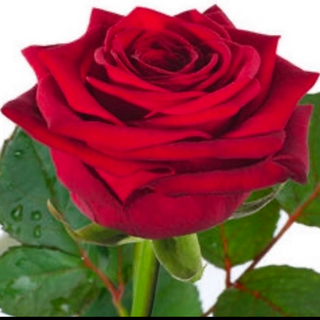 1 czerwona róża PREMIUM 