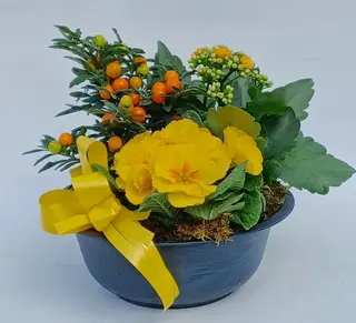 3 piante miste di stagione colore giallo/arancio.