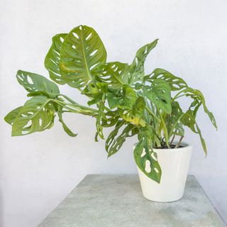 Zielony kwiat doniczkowy