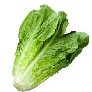 Lechuga Ud.