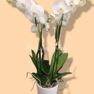 ORCHIDEA BIANCO +COPRI VASO CERAMICA 