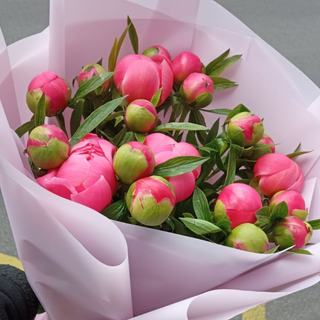 ХІТ 2025 Корал 