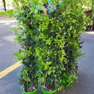 Piante di gelsomino 
