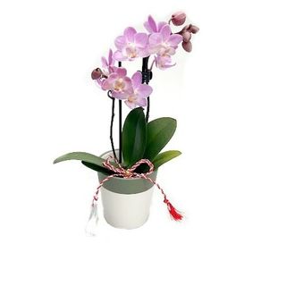 Orhidee Mini 20cm - Martisorul Inflorit in GHIVECI