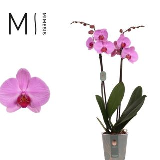 Orquídea tonos Rosas Coleccion