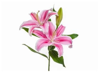 1 Лилиум, розов | 1 pieces