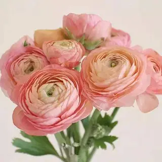 Ranuncoli rosa