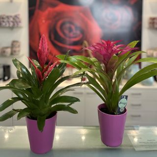 Planta bromelia ó guzmania con macetero de cerámica.