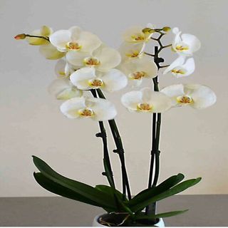 Orquídea Blanca O COLORES VARIADOS 