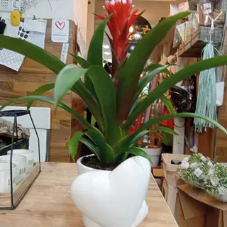 Bromelia in vaso ceramica la foto e indicativa 
