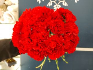 Bouquet de Cravos Vermelhos