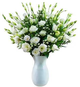 LISIANTHUS
