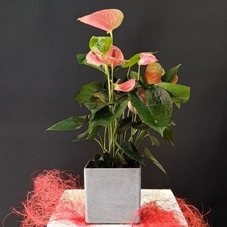 Anthurium pink flower