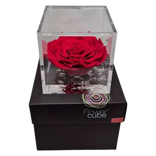 Rosa Preservada Elegance