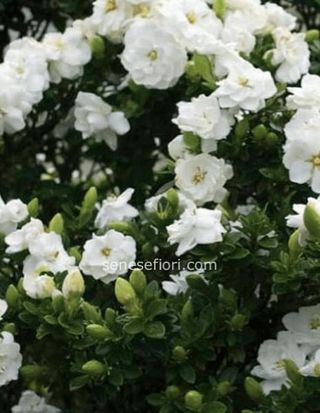  pianta gardenia 
