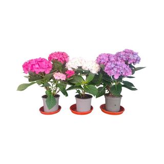 Vaso Hydrangeas - Hortênsias