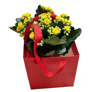 KALANCHOE