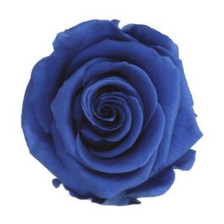 Rosa preservada azul