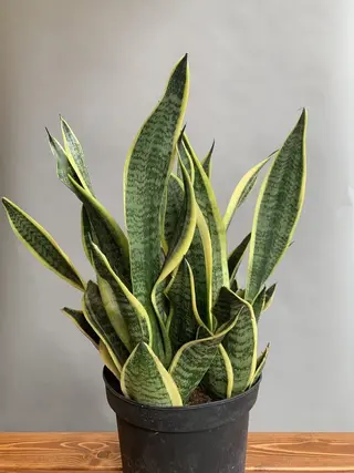 Sanseviera