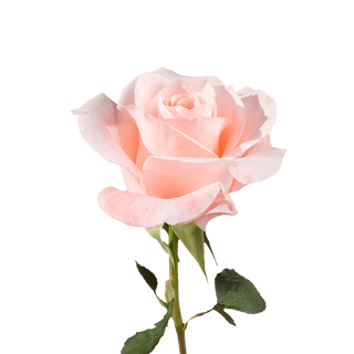 RÓŻA PUDROWA 5 SZTUK